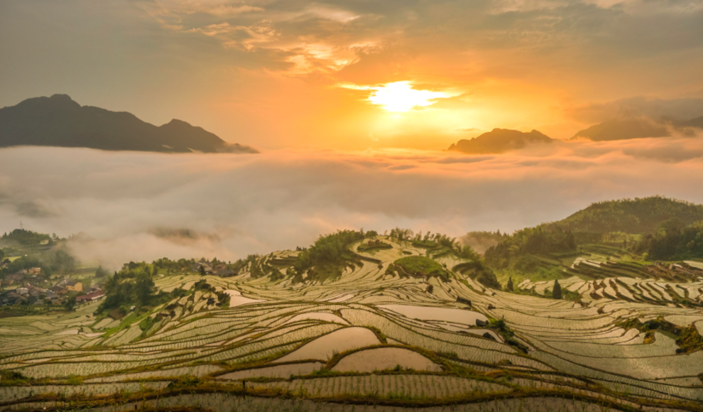 Reisfelder in China