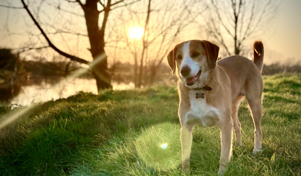 Hund in einem Naturschutzgebiet