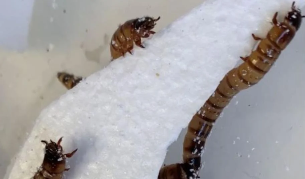 Würmer fressen Plastikmüll und Styropor