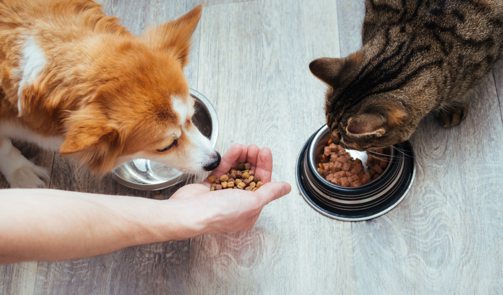 Ökobilanz von Hunden und Katzen 