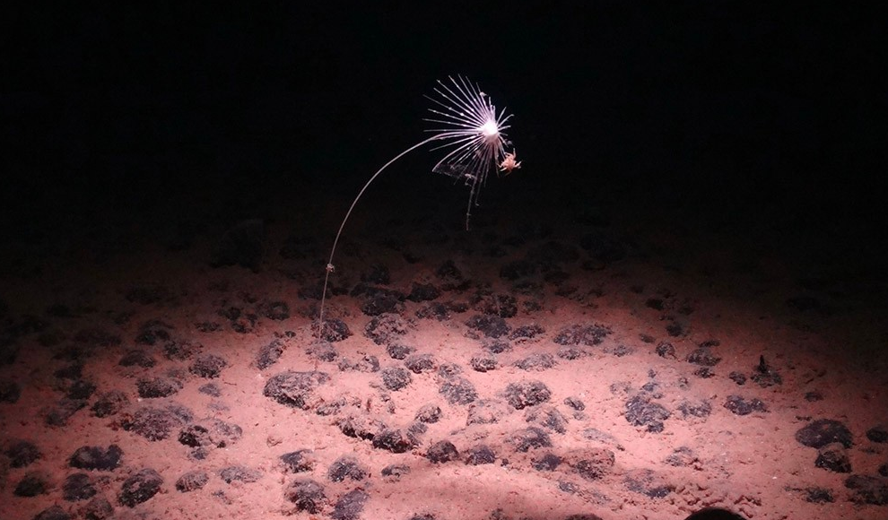 Unbekannte Tierart in der Clarino-Clipperton-Zone (CCZ)