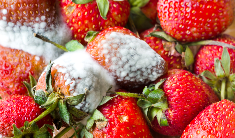 Erdbeeren mit Grauschimmel 