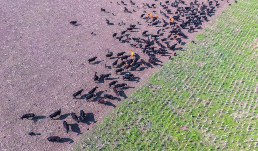 Rinderzucht in Argentinien