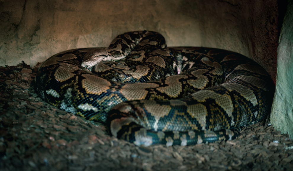 Netzpython (Malayopython reticulatus) 