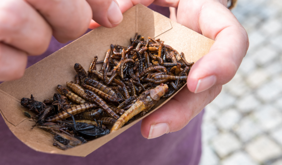 Insekten, eine nahrhafter und klimafreundlicher Fleischalternative
