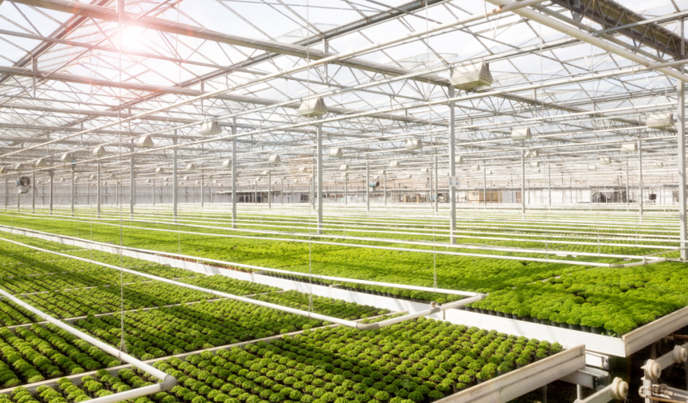 Lebensmittelproduktion in einem beheizten Gewächshaus