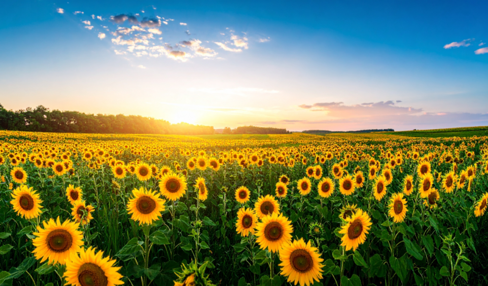 Sonnenblumenkerne liefern wertvolle Proteine