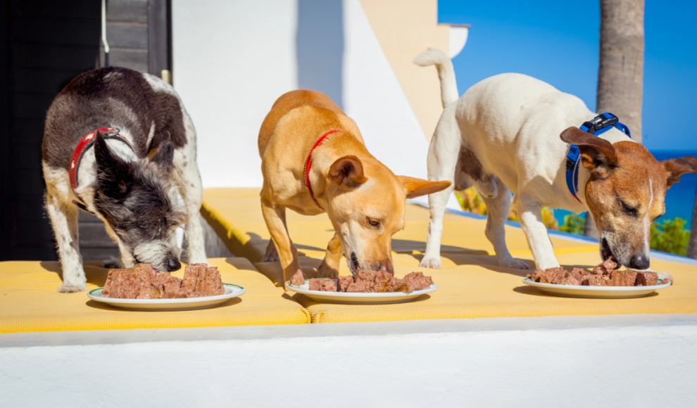 Hundefutter mit viel Muskelfleisch ist klimaschädlich