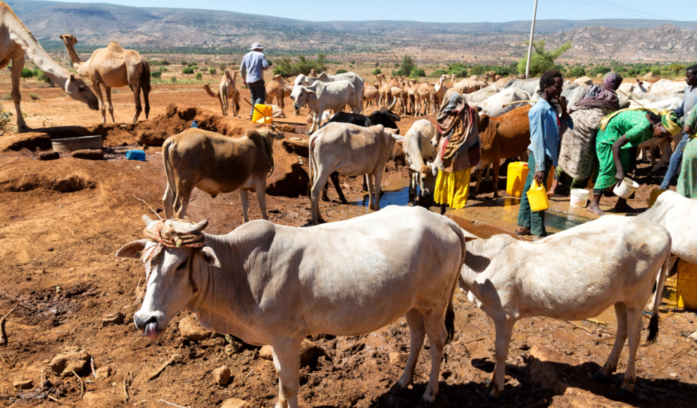 Weidehaltung in Afrika