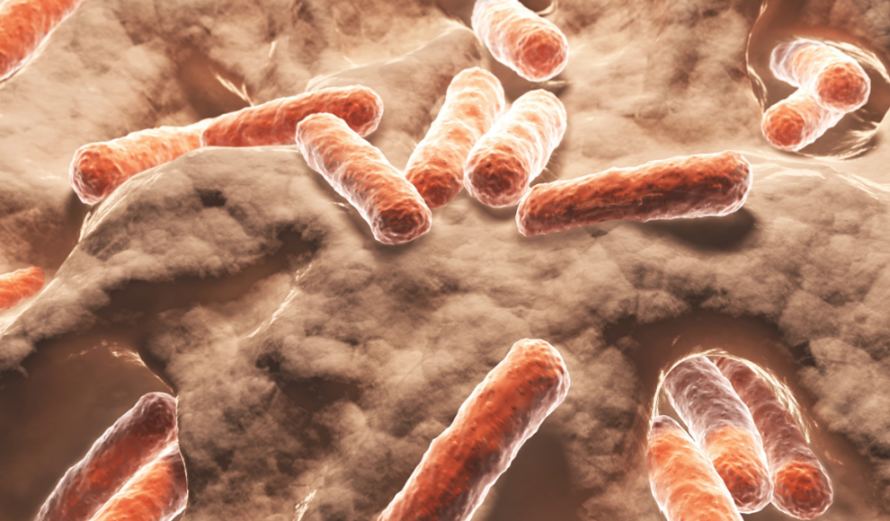 Klimawandel fördert multiresistente Bakterien