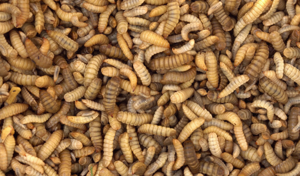 Larven der Schwarzen Soldatenfliege (Hermetia illucens)