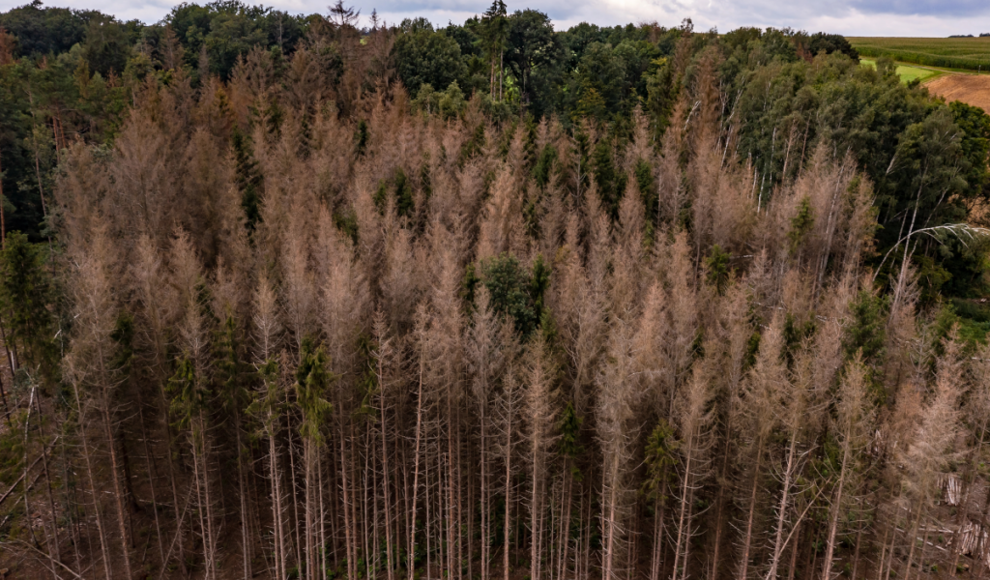Waldbrände, Stürme und Borkenkäfer gefährden die Wälder in Europa