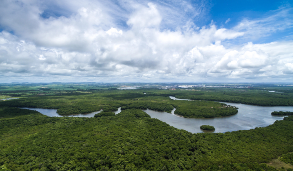 Amazonas wächst durch mehr CO₂ kurzfristig mehr