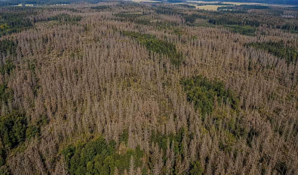 Nur jeder fünfte Baum in Deutschland ist gesund