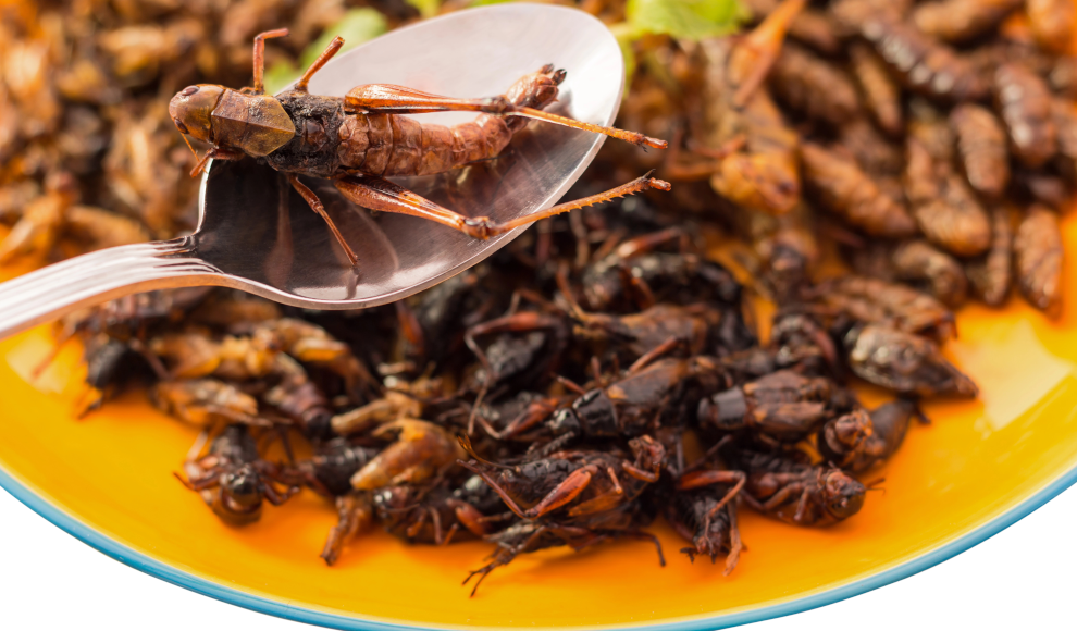 Industrielle Insektenzucht